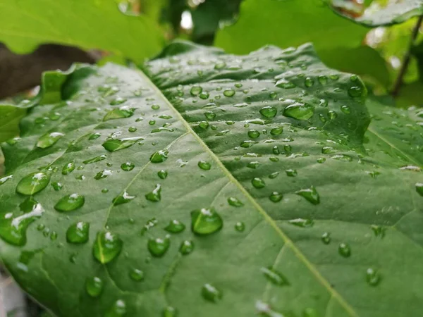 Grüne Blätter Mit Wassertropfen Nach Regen — Stockfoto