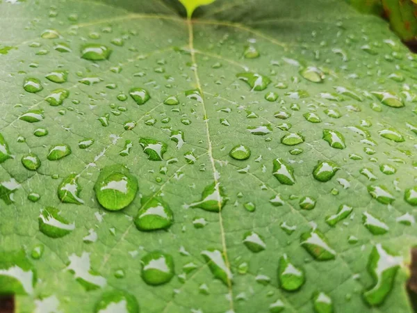 雨の後の緑の葉に水の滴 — ストック写真