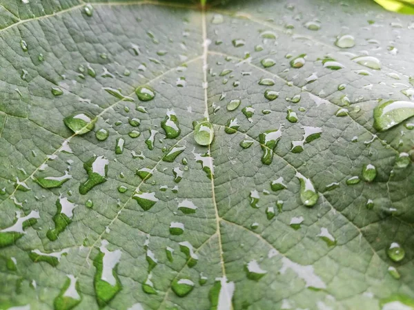 水滴付きの緑の葉 — ストック写真