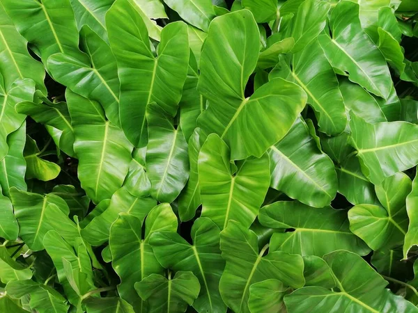 Folhas Philodendron Cor Verde Brilhante — Fotografia de Stock