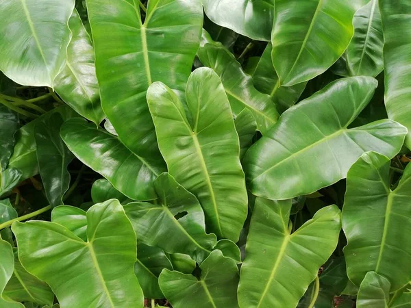 Close Cute Heart Shaped Leaves Philodendron Philodendron Scandens — Stock Photo, Image