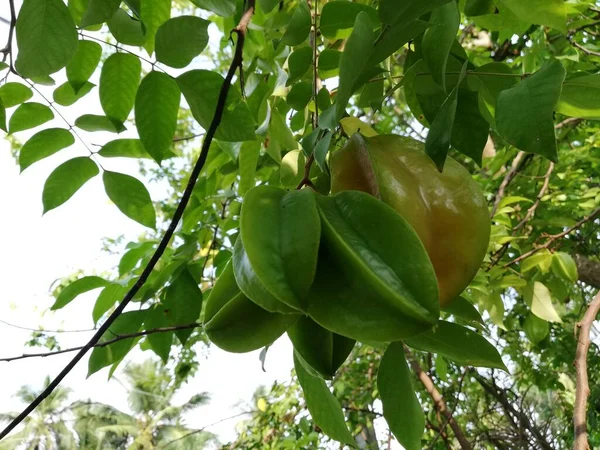 星のりんご カランボラの黄色と緑の果実が枝からぶら下がって閉じます Kamaranga — ストック写真