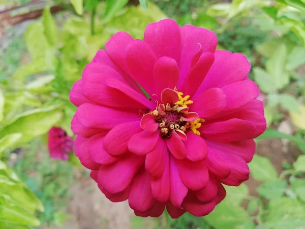Rosa Zinnia Blume Und Volle Blüte Auf Verschwommenem Hintergrund — Stockfoto