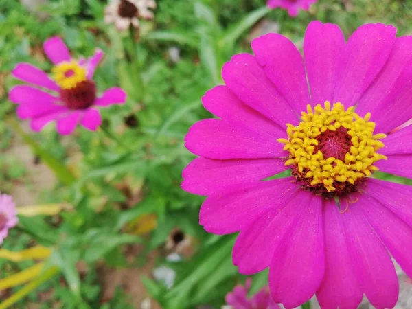 Paarse Zinnia Bloem Volle Bloei Wazig Achtergrond — Stockfoto