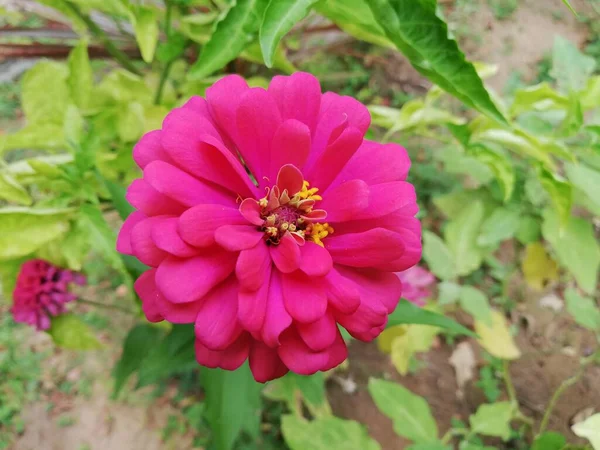 Flores Rosa Brilhante Zinnia Elegans — Fotografia de Stock