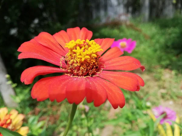 Flor Zinnia Primer Plano Flor Zinnia —  Fotos de Stock