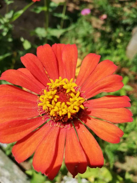 Lindas Flores Zinnia Frente Para Sol — Fotografia de Stock