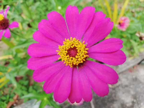 Primer Plano Una Flor Zinnia Zinnia Púrpura —  Fotos de Stock