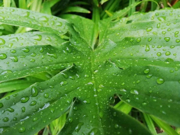 Fundo Licença Verde Com Gotas Água — Fotografia de Stock