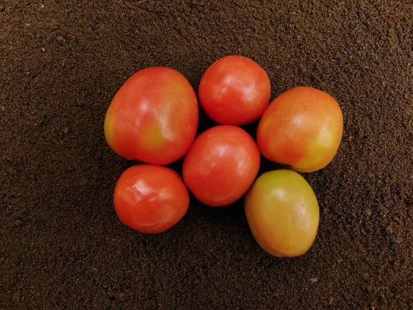 Φρέσκες Ντομάτες Σκούρο Φόντο — Φωτογραφία Αρχείου