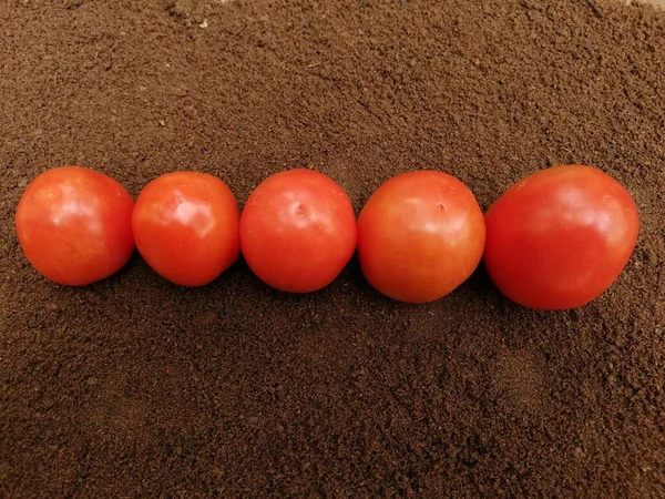 Tomates Frescos Sobre Fondo Oscuro —  Fotos de Stock