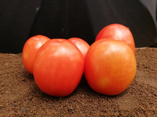 Frische Tomaten Auf Dunklem Hintergrund — Stockfoto