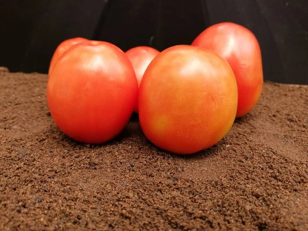 Tomates Frescos Sobre Fondo Oscuro —  Fotos de Stock