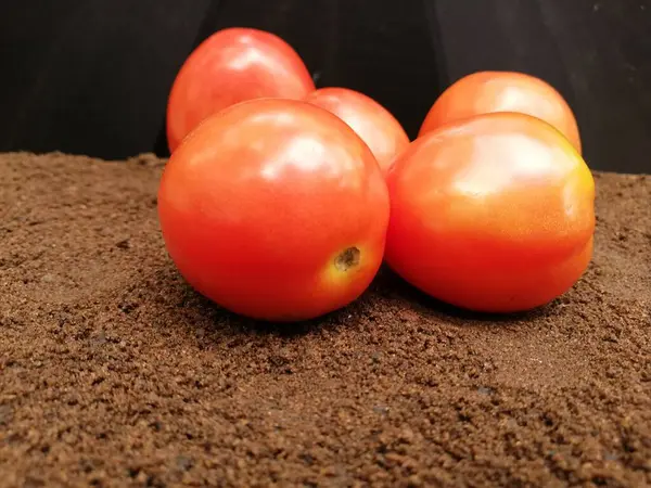 Tomates Frescos Sobre Fondo Oscuro —  Fotos de Stock