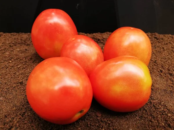 Świeże Pomidory Ciemnym Tle — Zdjęcie stockowe