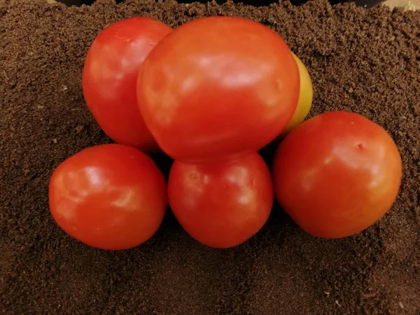 Tomates Frescos Sobre Fondo Oscuro — Foto de Stock