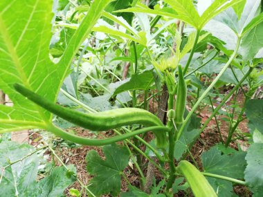 Çiftlikteki bitkide bamya sebzesi. Abelmoschus esculentus (Abelmoschus esculentus-124; ochro) bahçesinde yetişen okro bitkisi.