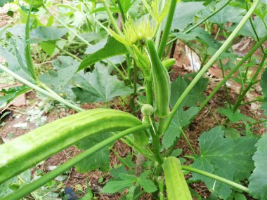 Çiftlikteki bitkide bamya sebzesi. Abelmoschus esculentus (Abelmoschus esculentus-124; ochro) bahçesinde yetişen okro bitkisi.