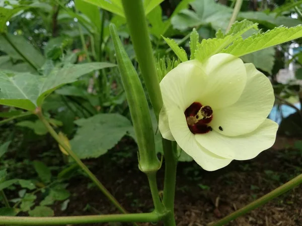 Okra Flower Lady Finger Plant Blooming Abelmoschus Esculentus Ochro — ストック写真