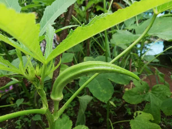Λαχανικό Όκρα Στο Φυτό Της Φάρμας Φυτό Okro Στον Κήπο — Φωτογραφία Αρχείου