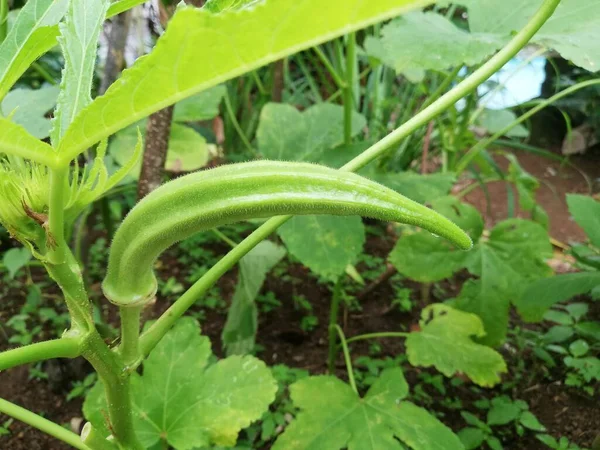 Okra Vegetal Planta Granja Planta Okro Creciendo Jardín Caseroabelmoschus Esculentus — Foto de Stock