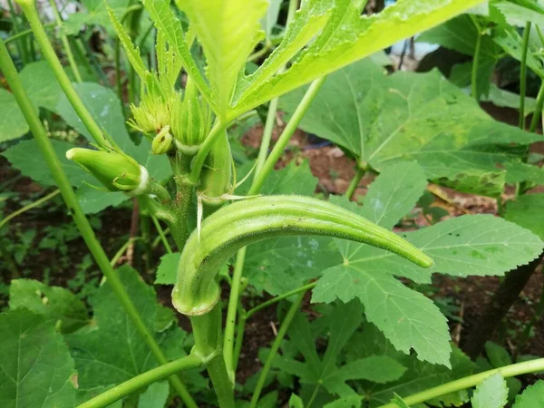 Okra Légume Sur Plante Dans Ferme Okro Plante Poussant Dans — Photo