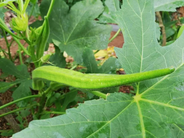 Okra Vegetal Planta Granja Planta Okro Creciendo Jardín Caseroabelmoschus Esculentus — Foto de Stock