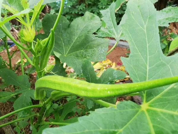 Okra Vegetal Planta Granja Planta Okro Creciendo Jardín Caseroabelmoschus Esculentus — Foto de Stock