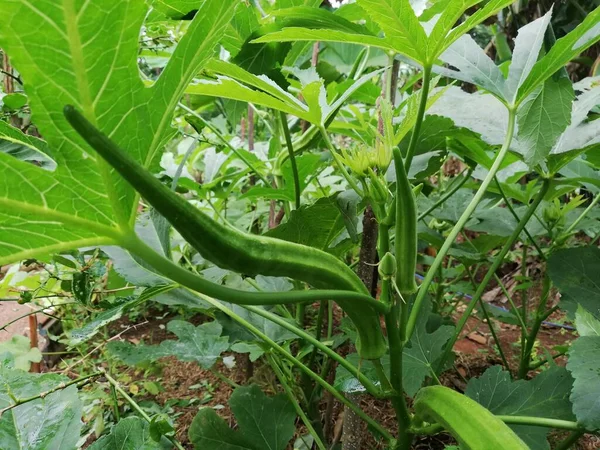 야채는 농장에 Okro Plant Growing Home Garden Abelmoschus Esculentus Ochro — 스톡 사진