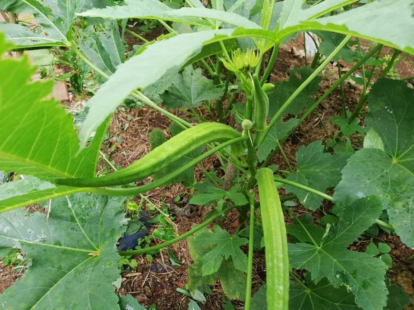 Okra Vegetal Planta Granja Planta Okro Creciendo Jardín Caseroabelmoschus Esculentus — Foto de Stock