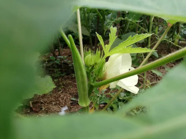 Okra Fleur Plante Doigt Dame Fleurs Xoabelmoschus Esculentus Xoochro — Photo