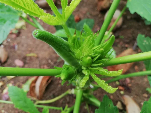 Okra Vegetale Sulla Pianta Nella Fattoria Pianta Okro Che Cresce — Foto Stock