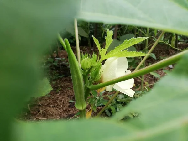 Okra Fleur Plante Doigt Dame Fleurs Xoabelmoschus Esculentus Xoochro — Photo