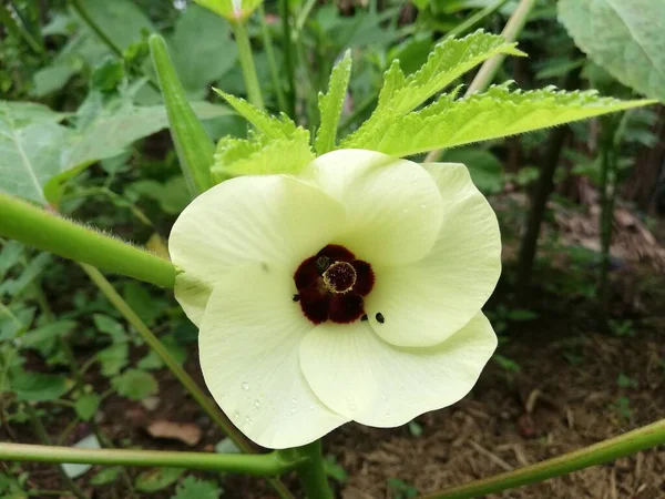 Fresh Okra Flower Plant Okro Abelmoschus Esculentus Ladies Fingers Ochro — ストック写真