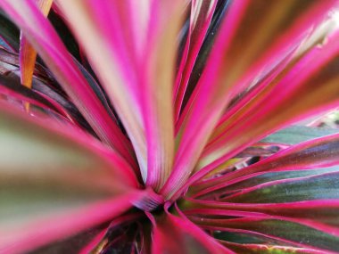 Pembe yapraklar the 124; Renkli bitkiler the 124; Bahçe bitkisi the 124; Bulanık pembe bitki yaprağı