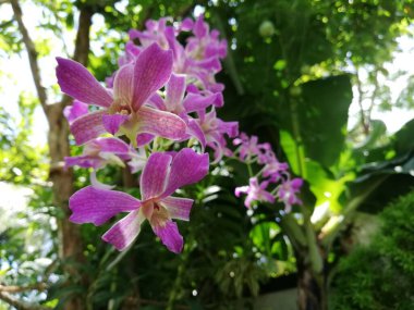 Orkide bahçesindeki orkide çiçeği kışın veya ilkbahar günü (124üncü gün); bahçedeki güzel orkide çiçeği