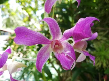 Orkide bahçesindeki orkide çiçeği kışın veya ilkbahar günü (124üncü gün); bahçedeki güzel orkide çiçeği