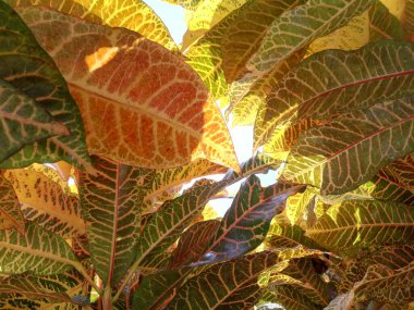 Croton, Codiaeum variegatum (Croton, Variegated Laurel, Garden Croton); Rengarenk ve çok renkli, yakın plan, doğal güneş ışığı.