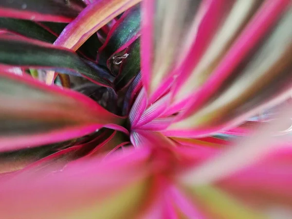 Pink Leaves Colorful Plant Garden Plant Blur Pink Color Plant — Stock Photo, Image