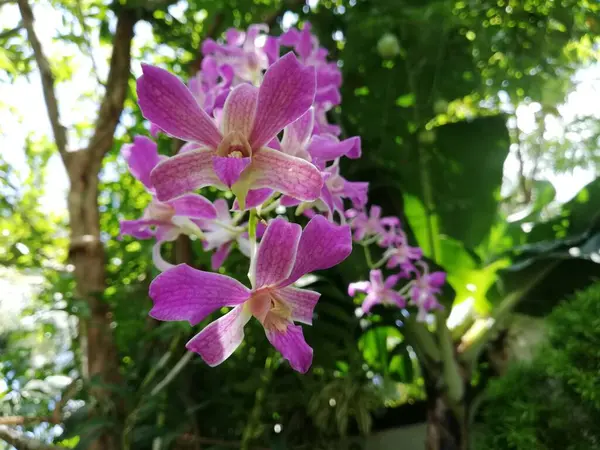 Flor Orquídea Jardim Orquídeas Inverno Dia Primavera — Fotografia de Stock