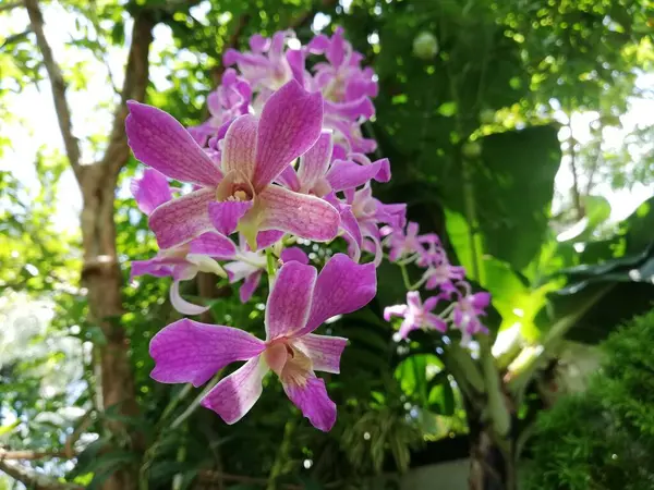 Orkideen Blomst Orkidehagen Vinteren Eller Vårdagen Vakker Orkideblomst Hagen – stockfoto