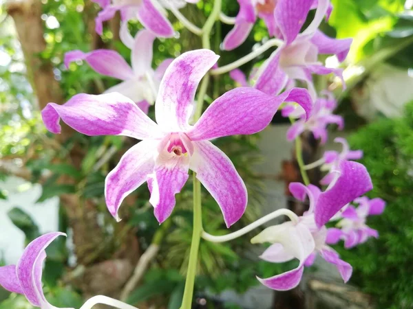 Orchid Flower Orchid Garden Winter Spring Day Beautiful Orchid Flower — ストック写真