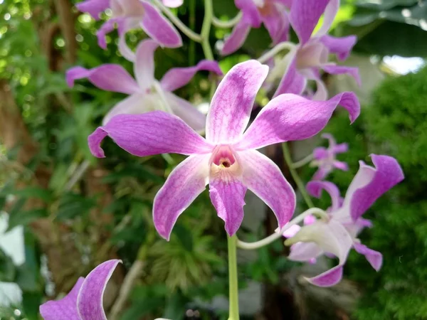 Fleur Orchidée Dans Jardin Orchidée Jour Hiver Printemps — Photo