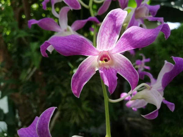 Orchideenblume Orchideengarten Winter Oder Frühlingstag Schöne Orchideenblume Garten — Stockfoto