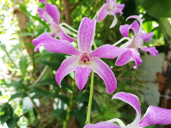 冬季或春季兰花花园里的兰花 花园里美丽的兰花 — 图库照片