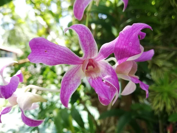 Fleur Orchidée Dans Jardin Orchidée Jour Hiver Printemps — Photo