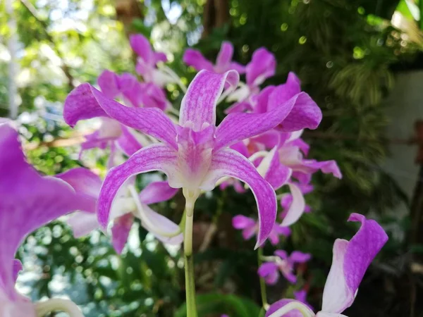 Orchideeënbloem Orchideeëntuin Winter Lentedag Prachtige Orchideeënbloem Tuin — Stockfoto