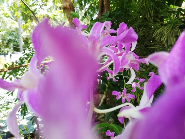 Orchid Flower Orchid Garden Winter Spring Day Beautiful Orchid Flower — ストック写真