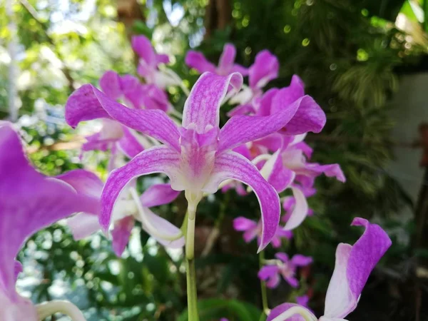 Orchid Flower Orchid Garden Winter Spring Day Beautiful Orchid Flower — ストック写真