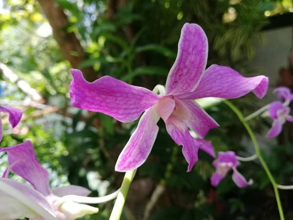 Orchid Flower Orchid Garden Winter Spring Day Beautiful Orchid Flower — ストック写真